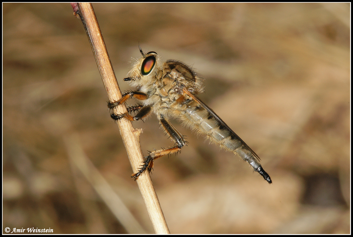 Diptera d''Israele  Asilidae  flies for ID